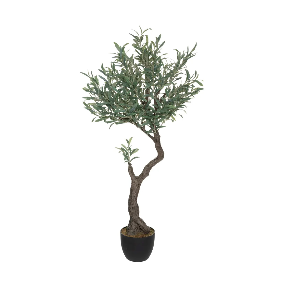 ORNAMENTAL OLIVE TREE IN A POT H140CM