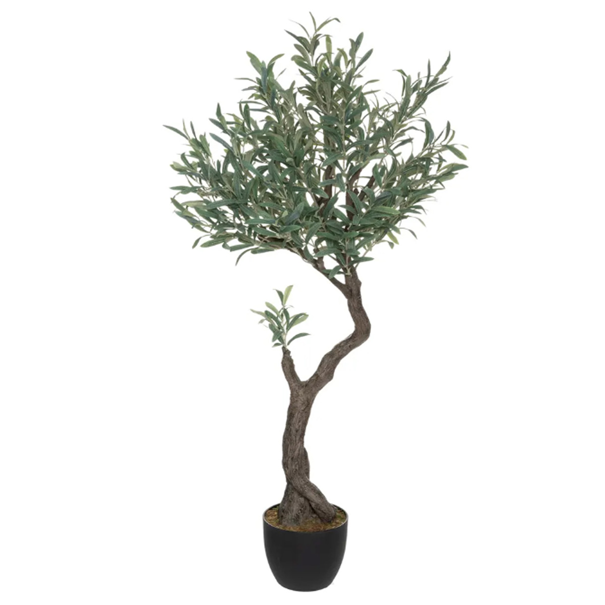 ORNAMENTAL OLIVE TREE IN A POT H140CM